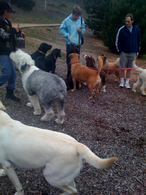 Charleston SC Dog Parks - Dogs and Owners